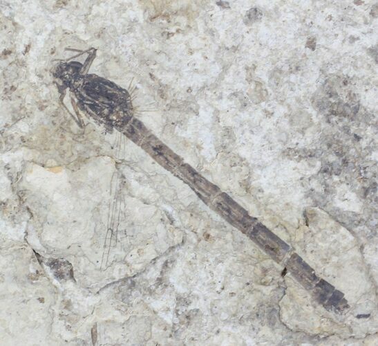 Fossil Damselfly - Green River Formation, Wyoming #23301